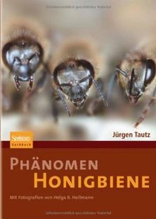 Phanomen honigbiene von - honigbiene,